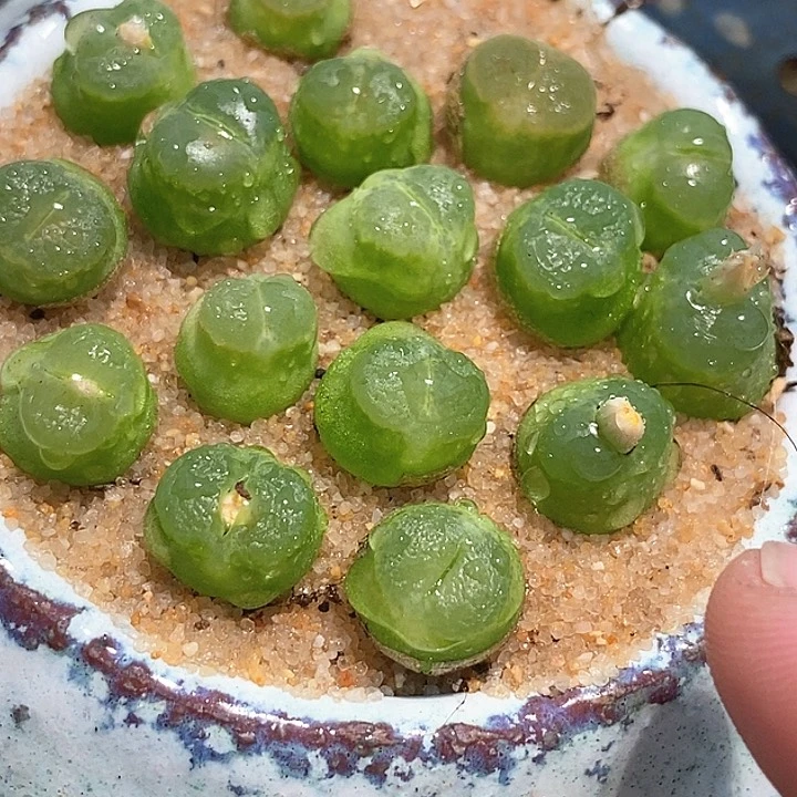 27529雪茄一颗