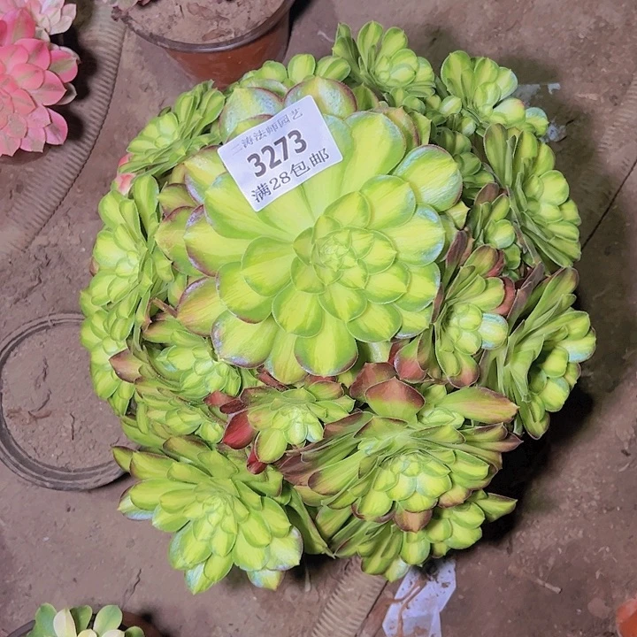 繁**锦3273韶华多肉植物老桩