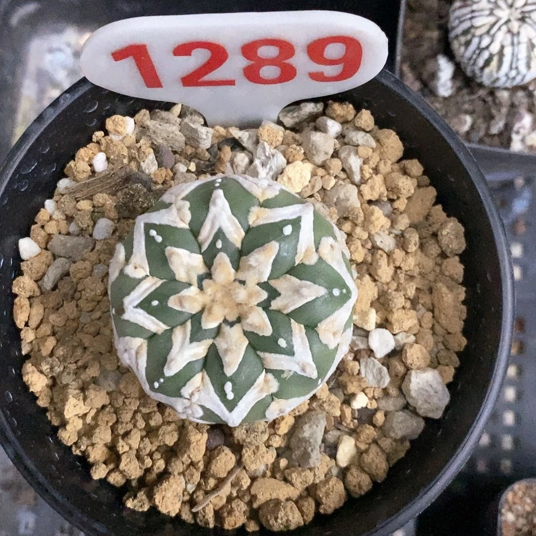 G***e1389福利来了心期待成