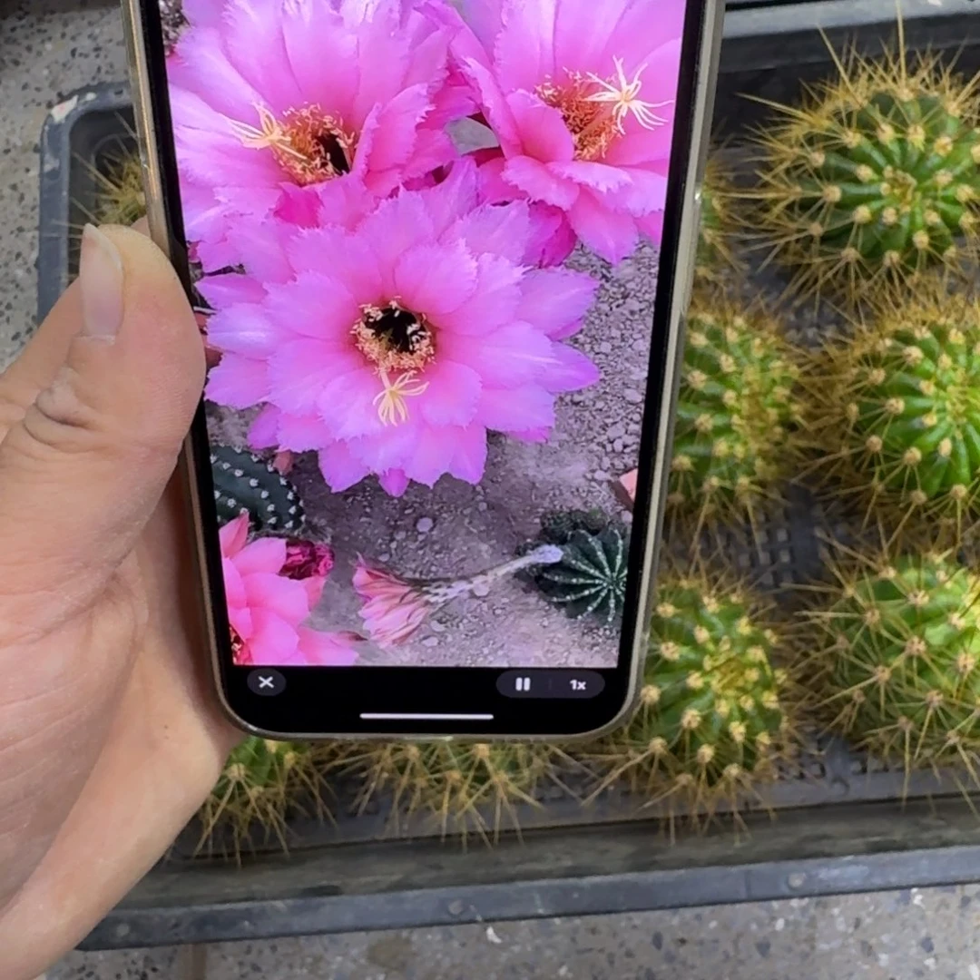 339毛花柱保罗歪无根侧牙5公分以上，20包邮