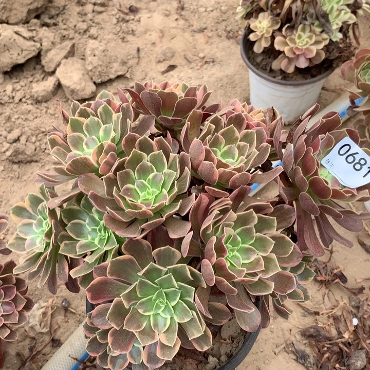 0681金丝雀绣球东北头