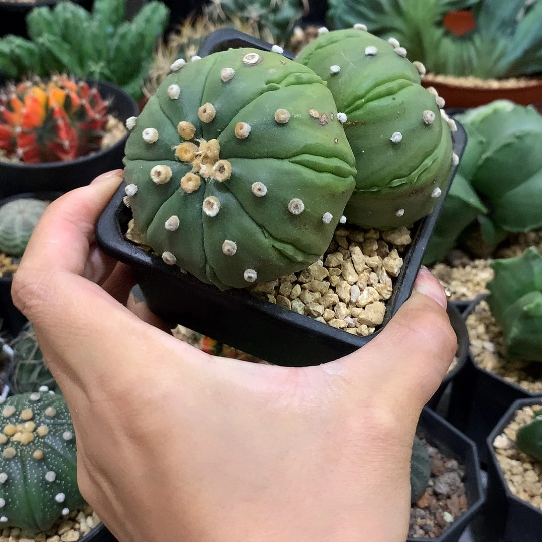 当前无花栽培后可以开花实生根双头琉璃兜