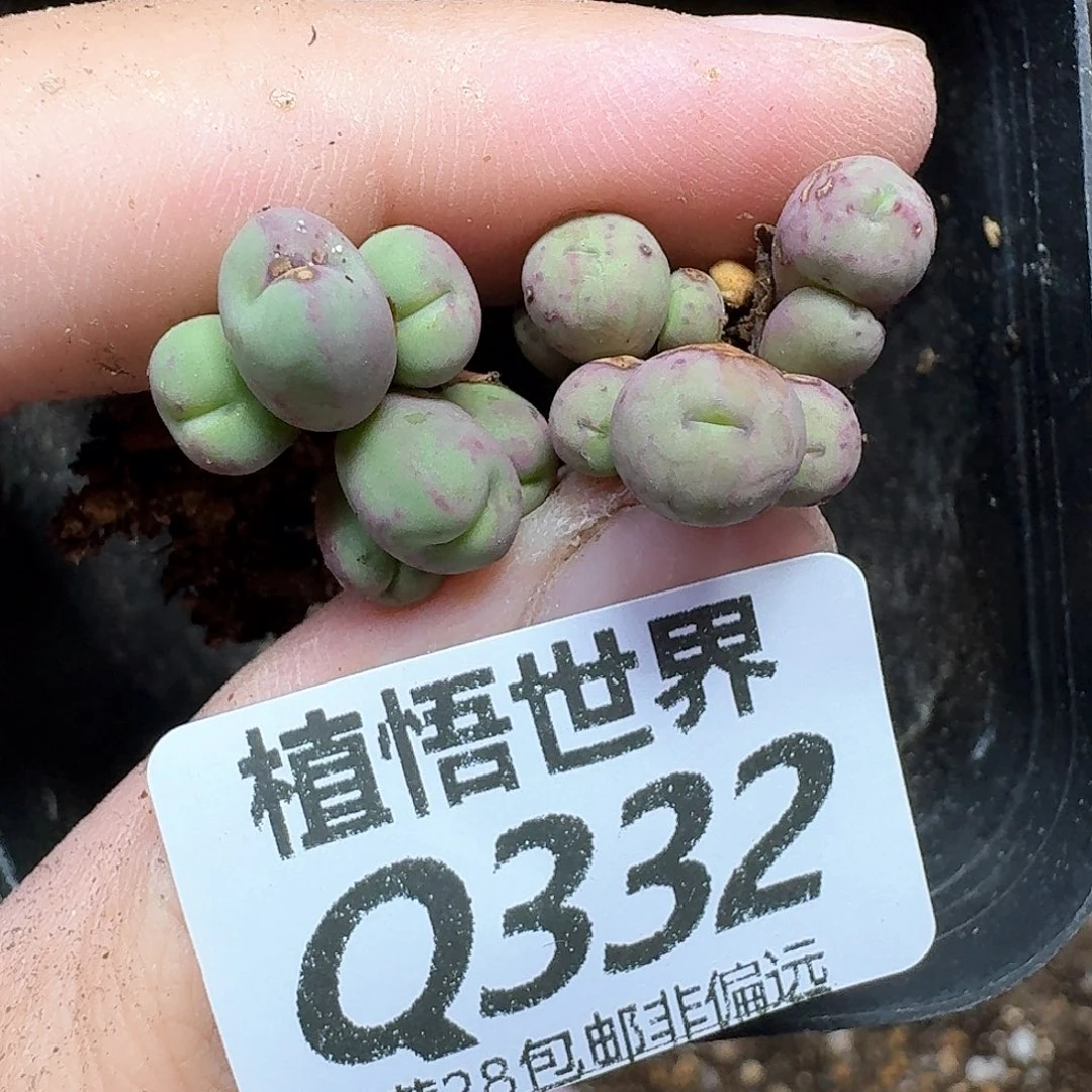 多肉W的润泽的是单纯
