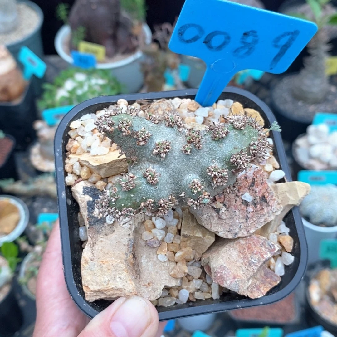 白皮越界多肉植物