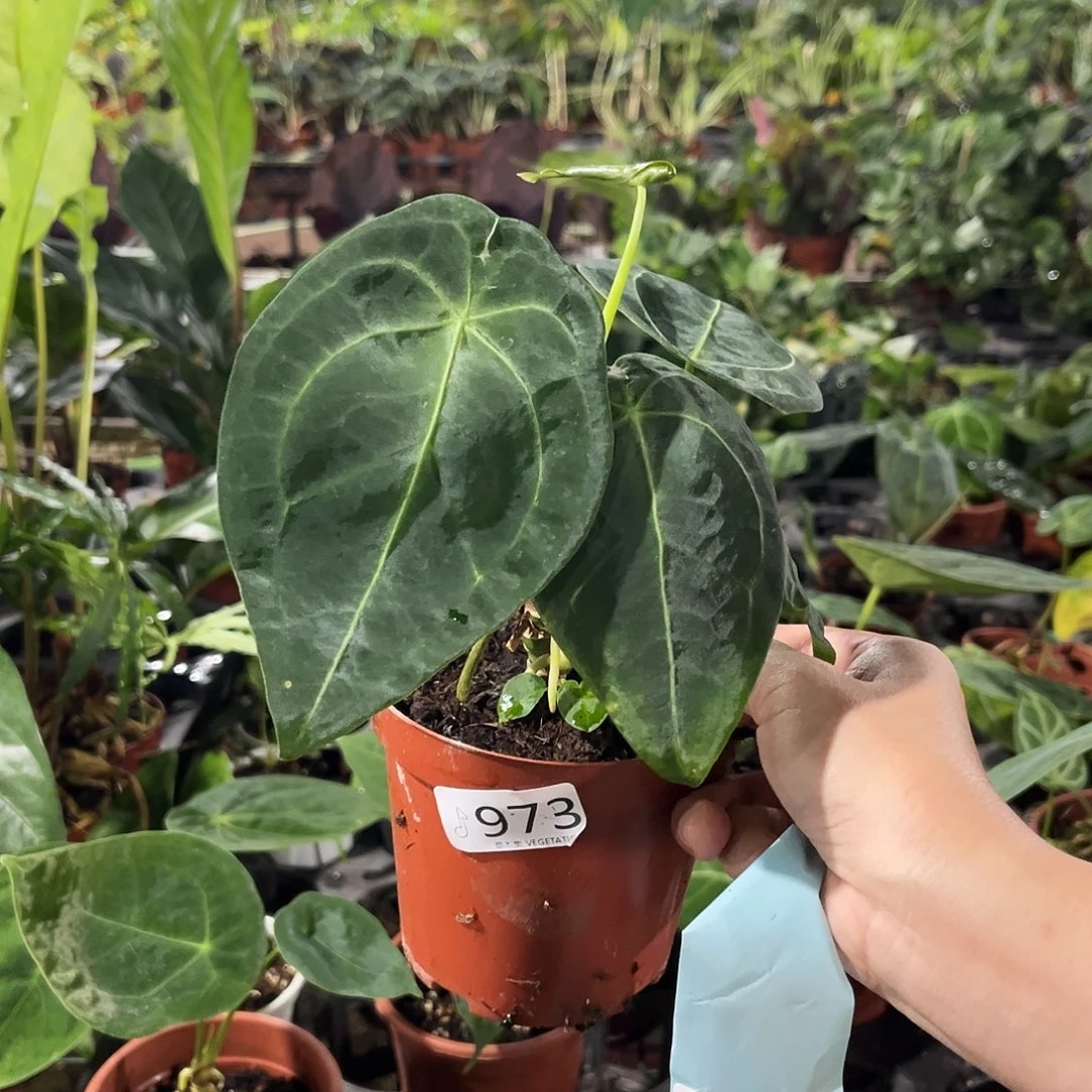 无花朵973 花烛杂