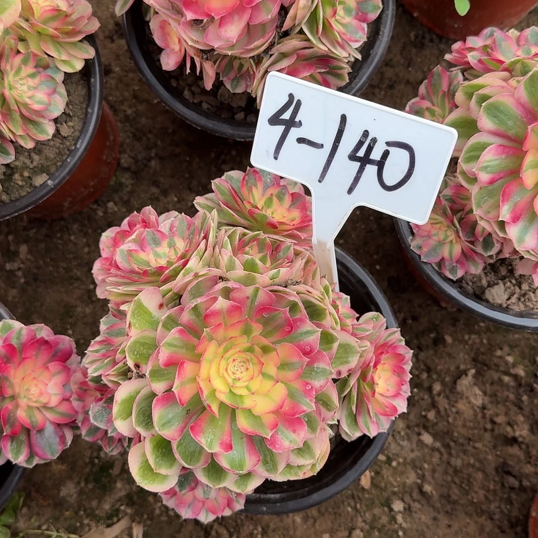 4-140倾城多肉法师多肉