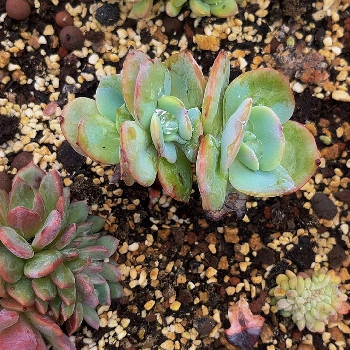 多肉植物白凤朵朵