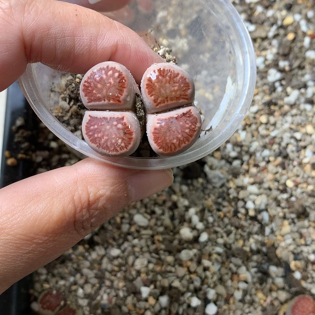 菲*G393多肉植物保护研究所