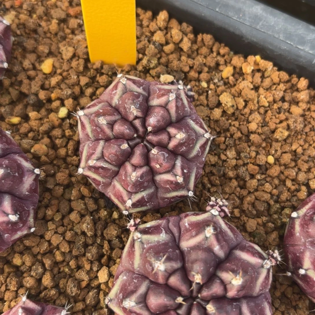 L553-0104泰国发货