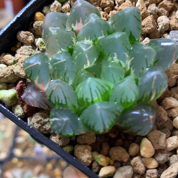 水晶灯玉露锦带盆土发货