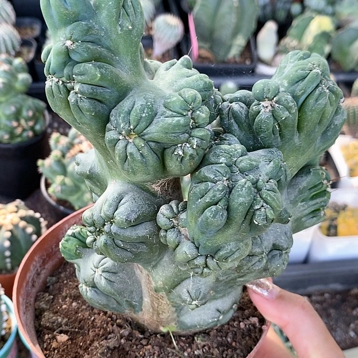 花花草草花花草草