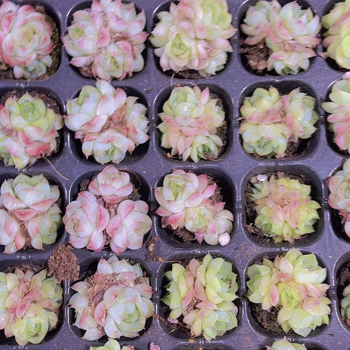 精品玫瑰仙子多肉植物