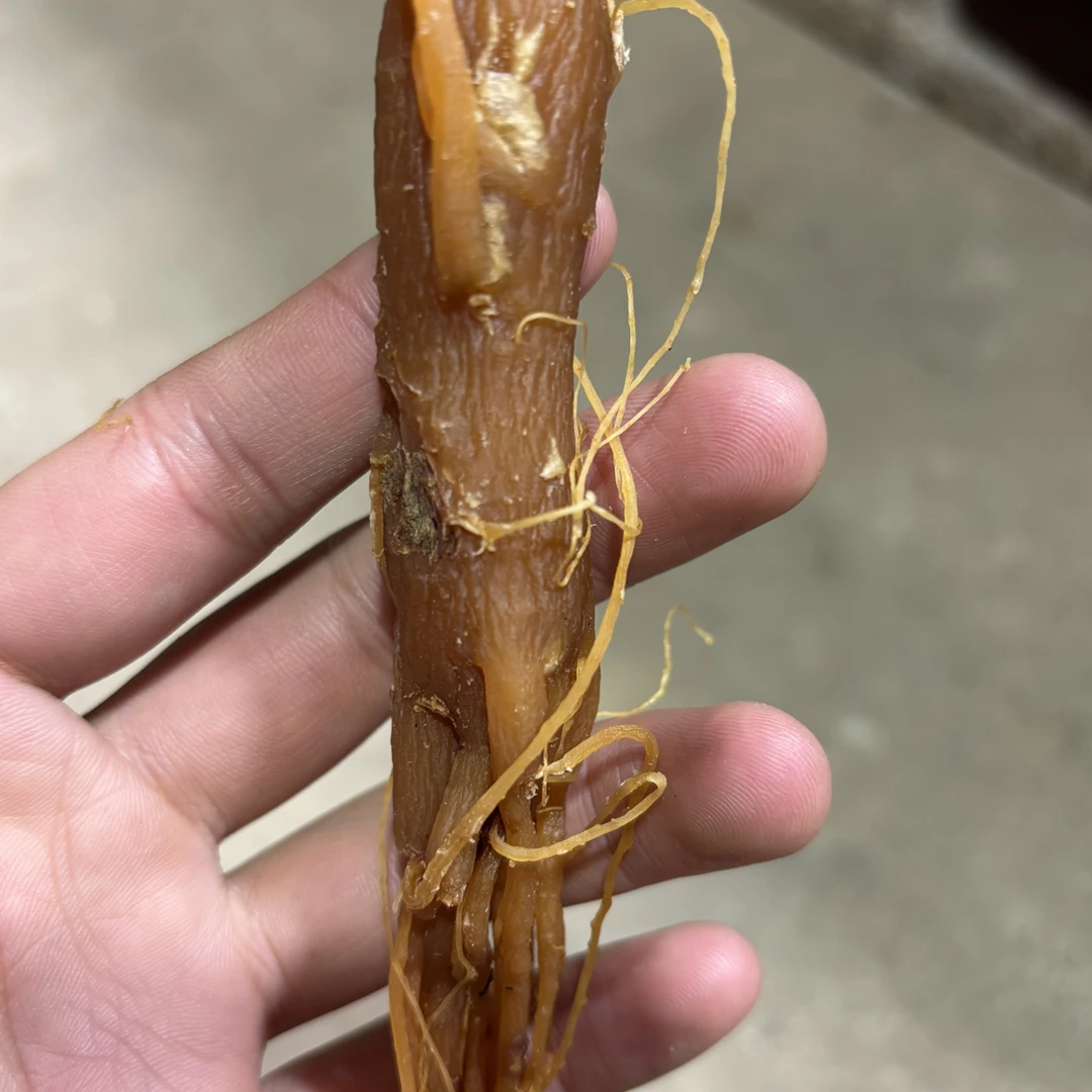 边境土特产（龙须红参）好物分享