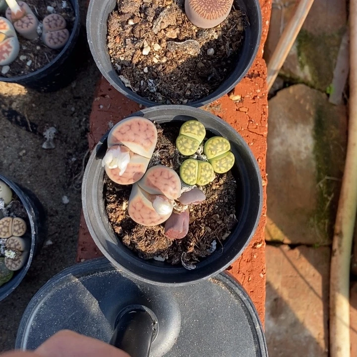 秋***耳生石花等植物的生长614