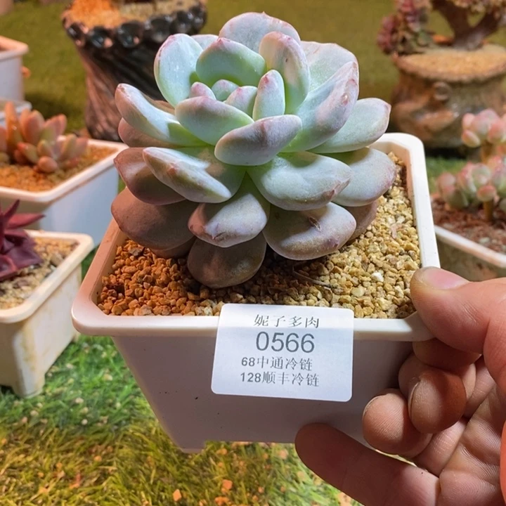 0566啊啊啊啊啊啊啊啊