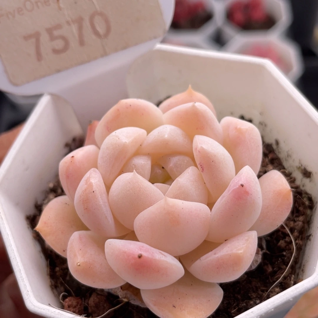 白桃汽水7570-5.0厘米