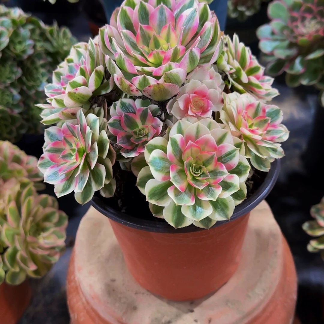 老庄倾城法师39.9