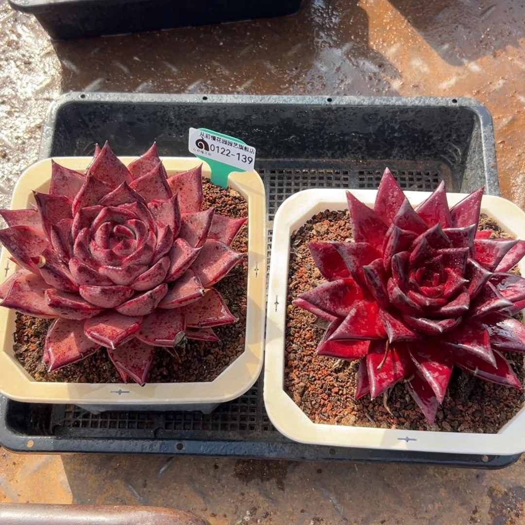 多肉精选编号0122.139