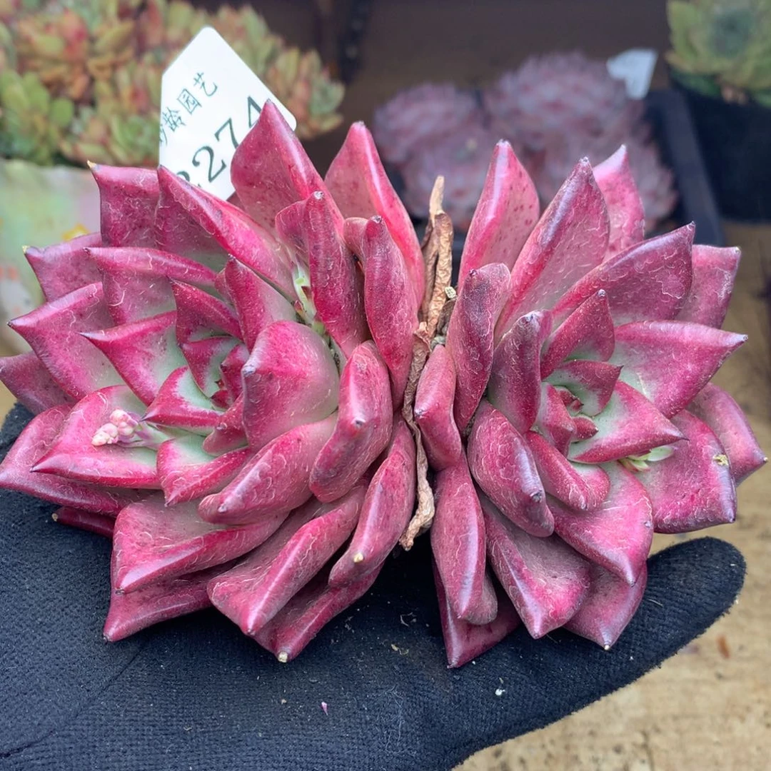 2274杂交多肉植物