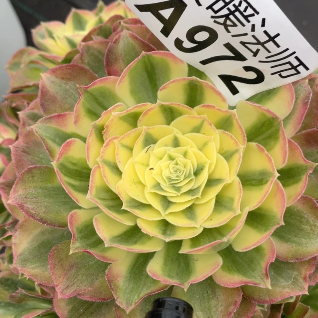 紫砂茶杯快***?972个哈哈哈哈姐姐