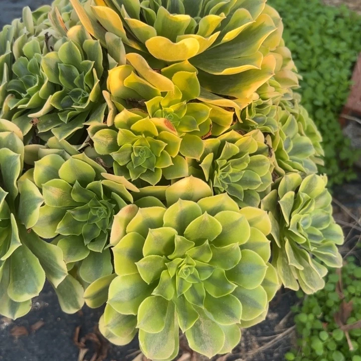 绿豆沙多肉法师不包损67