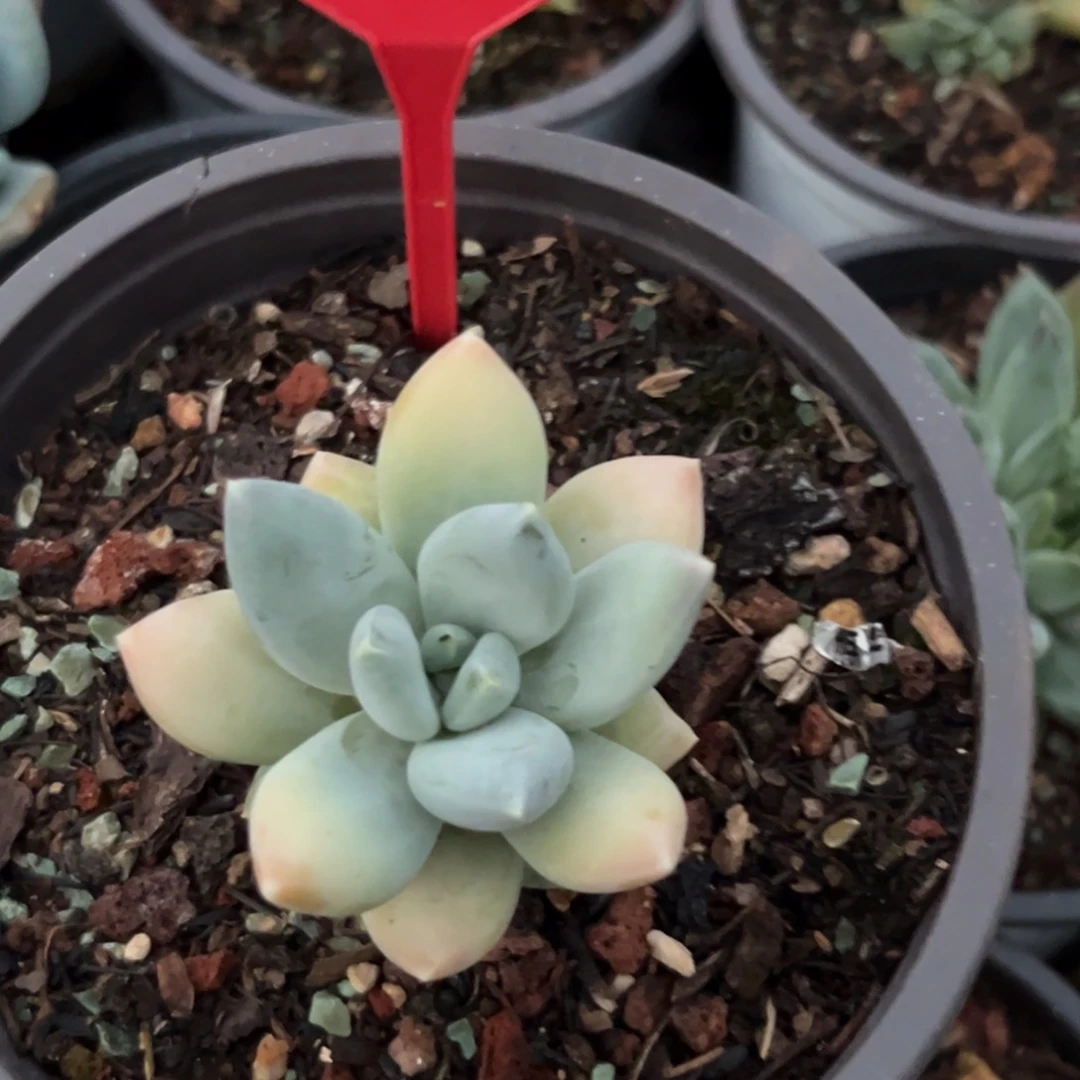 七彩三色多肉植物093