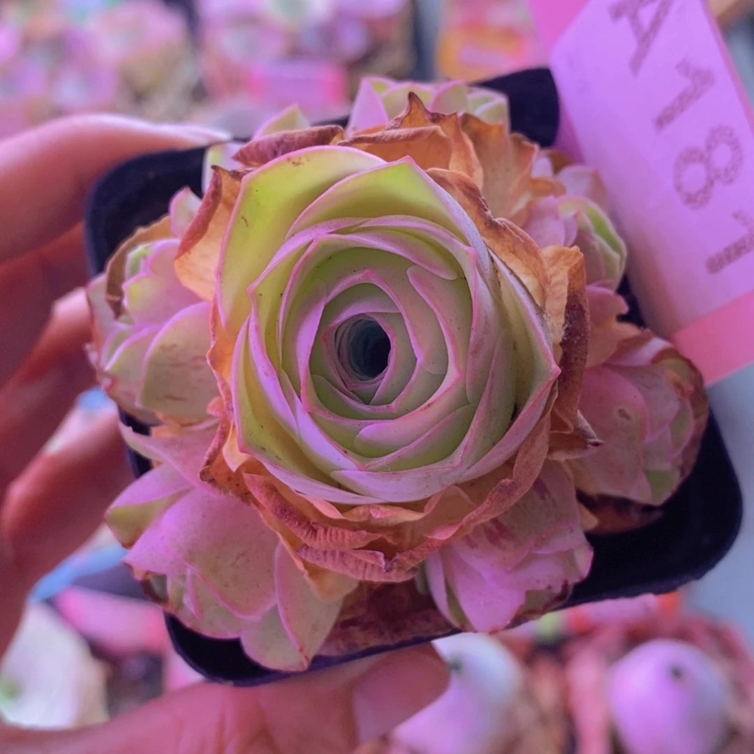 A181姝帕 山地玫瑰一物一拍