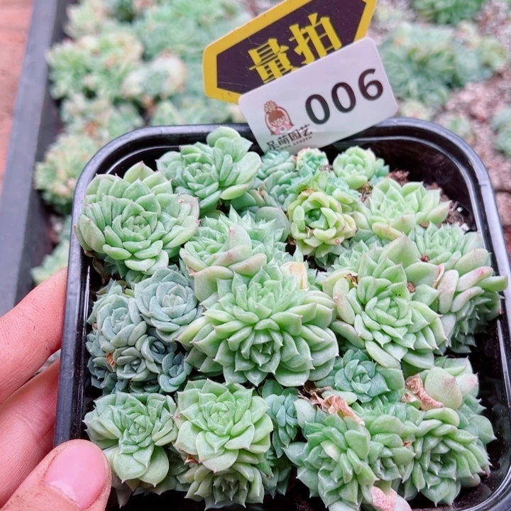 多肉植物多肉植物