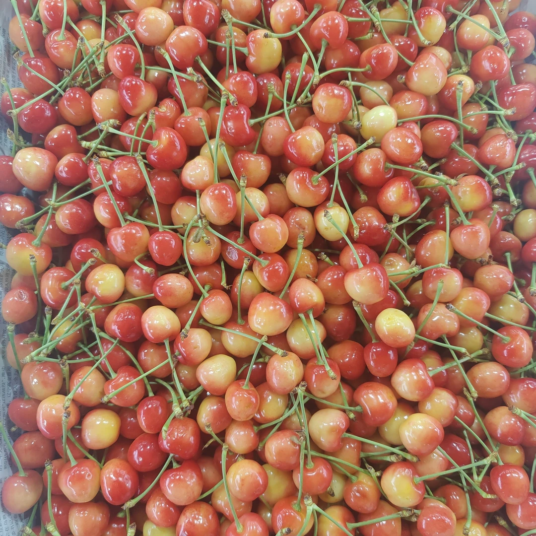 雷尼尔中果樱桃。净2斤J新鲜水果雷尼尔樱桃