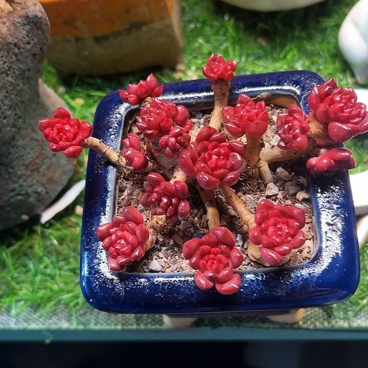 红宝石精品老桩多肉