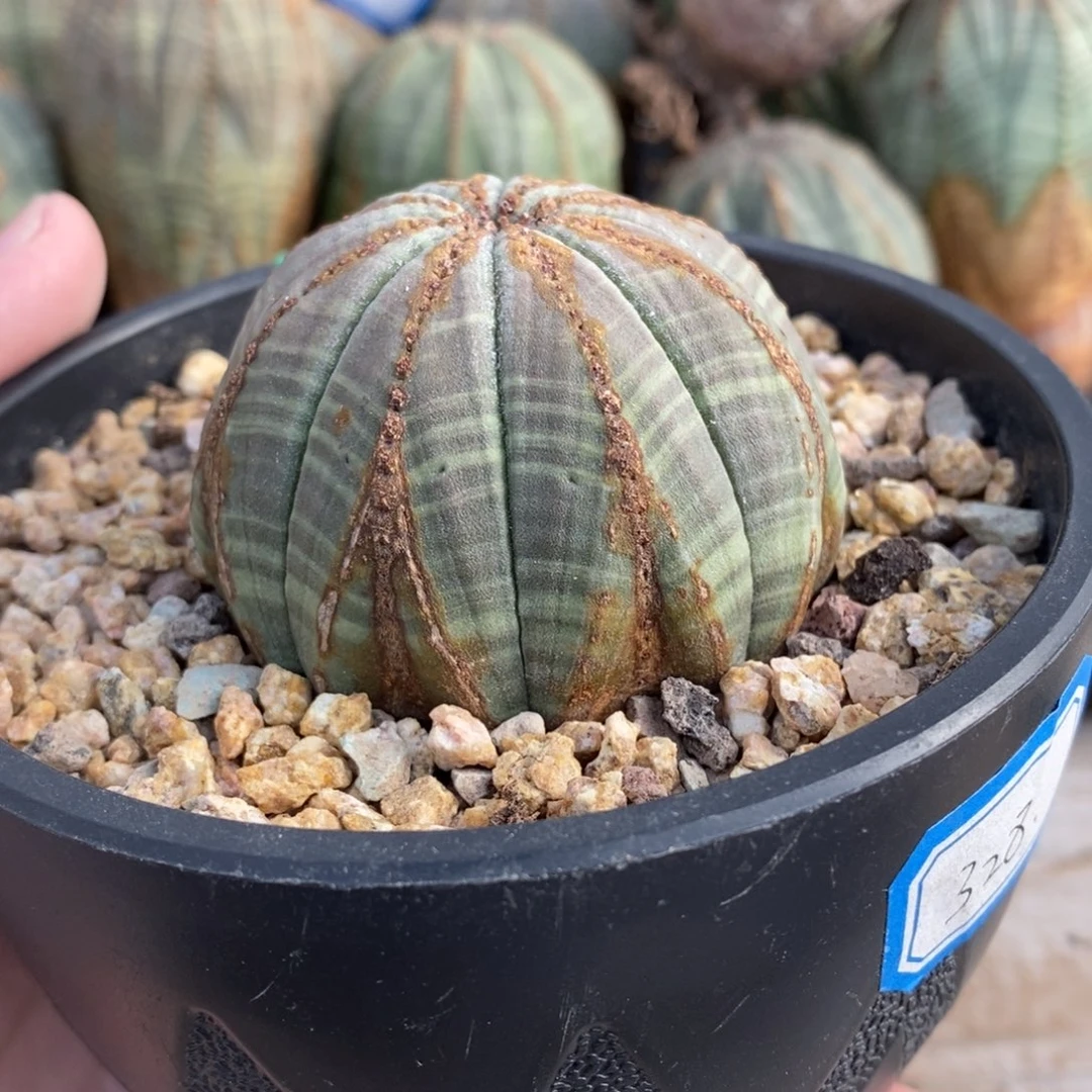 5 欧系实生布纹球多肉植物