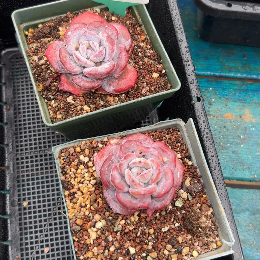 多肉一物一拍0126-480