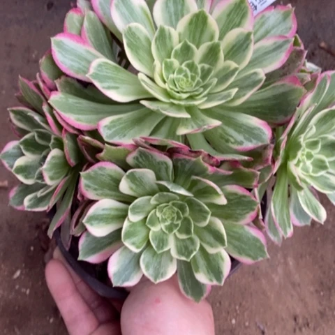 110万彩灯满25包邮多肉