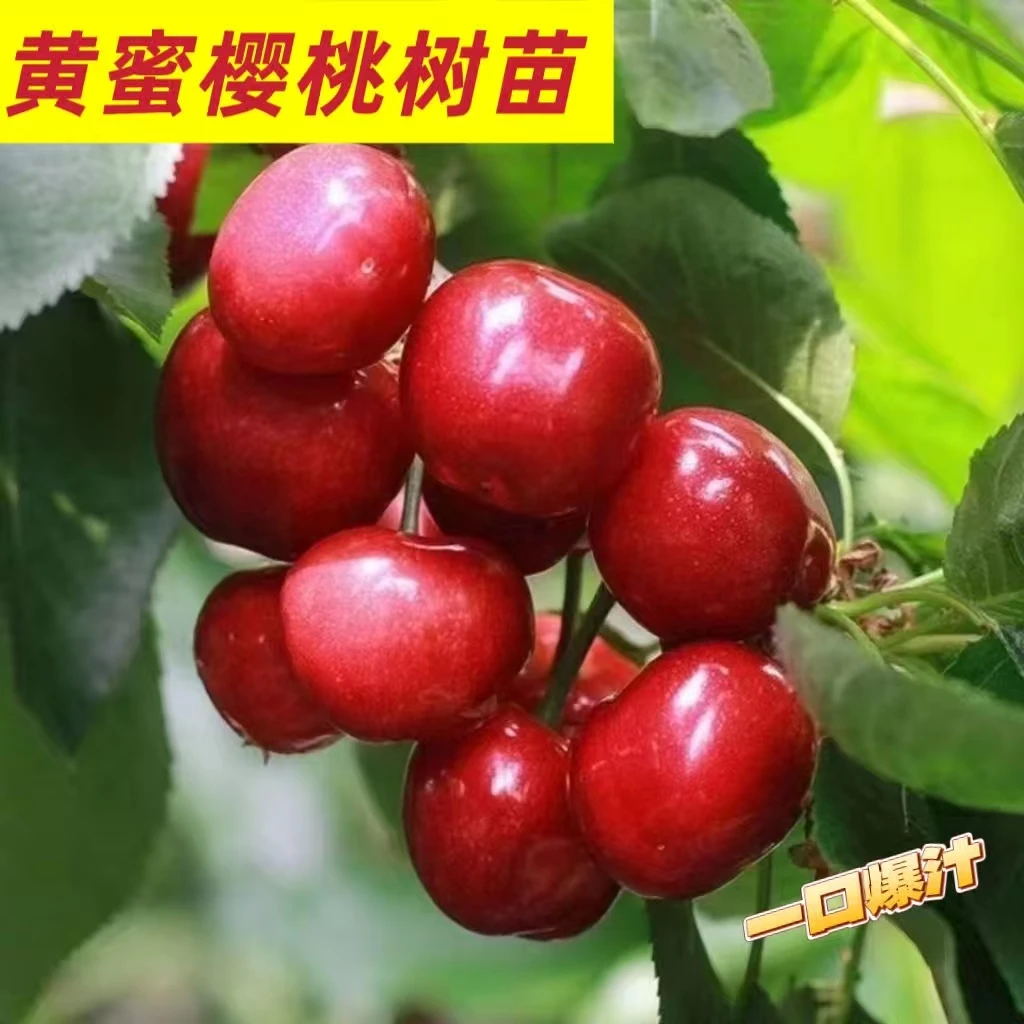 b黄蜜樱桃车厘子嫁接樱桃树苗地栽盆栽适合南北耐寒耐热庭院种