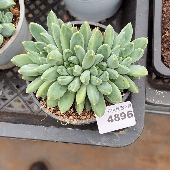 阿雅园艺。      4896落雪美人