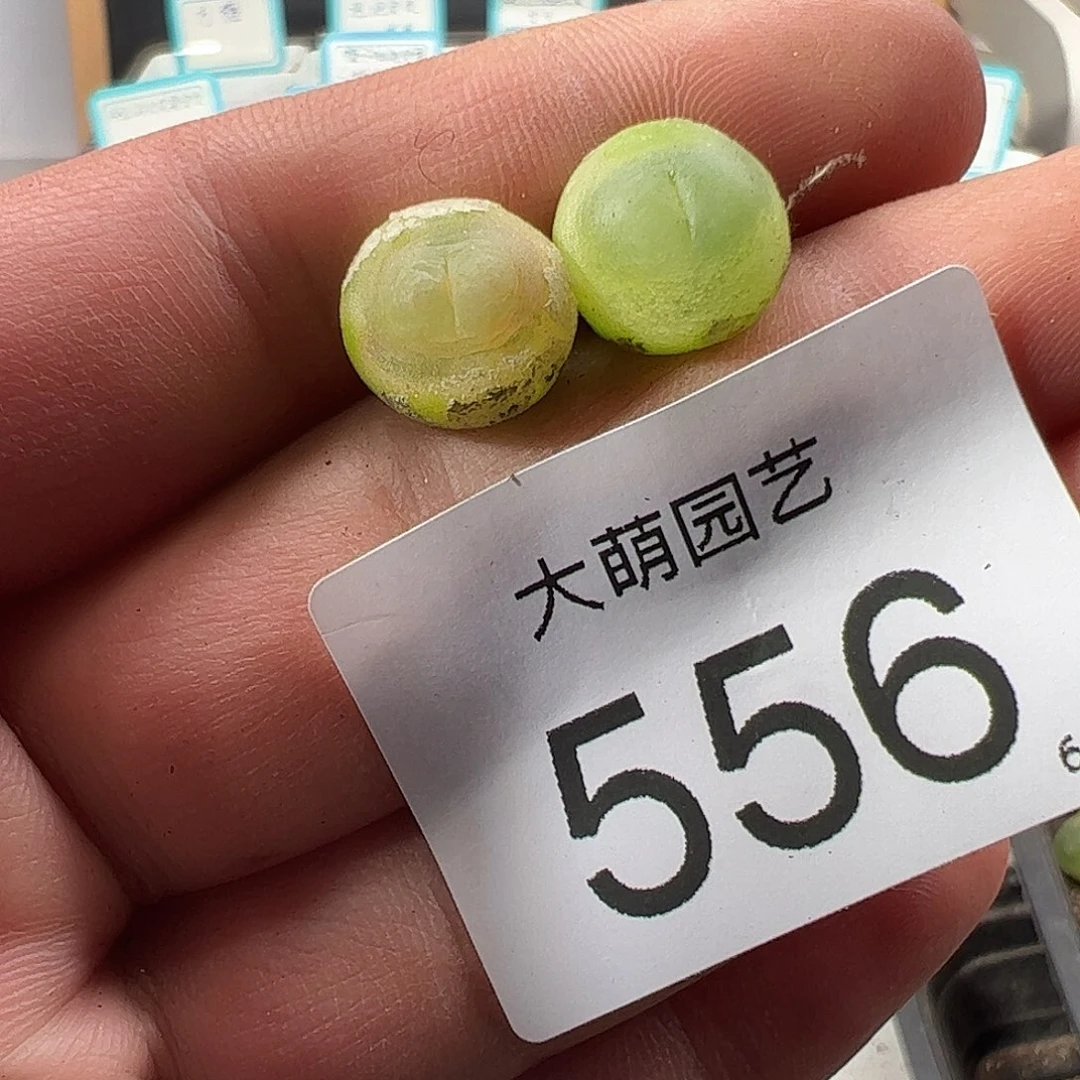 0000556一物一拍……