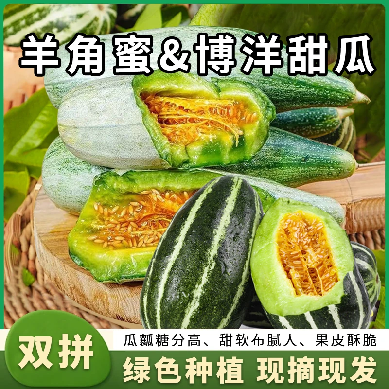 [顺丰包邮]羊角蜜博洋9号甜瓜双拼新鲜现摘酥脆清甜应季水果