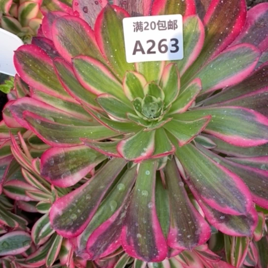 魅影263多肉植物