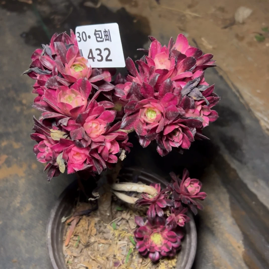 432 红铜白，福利满20包邮