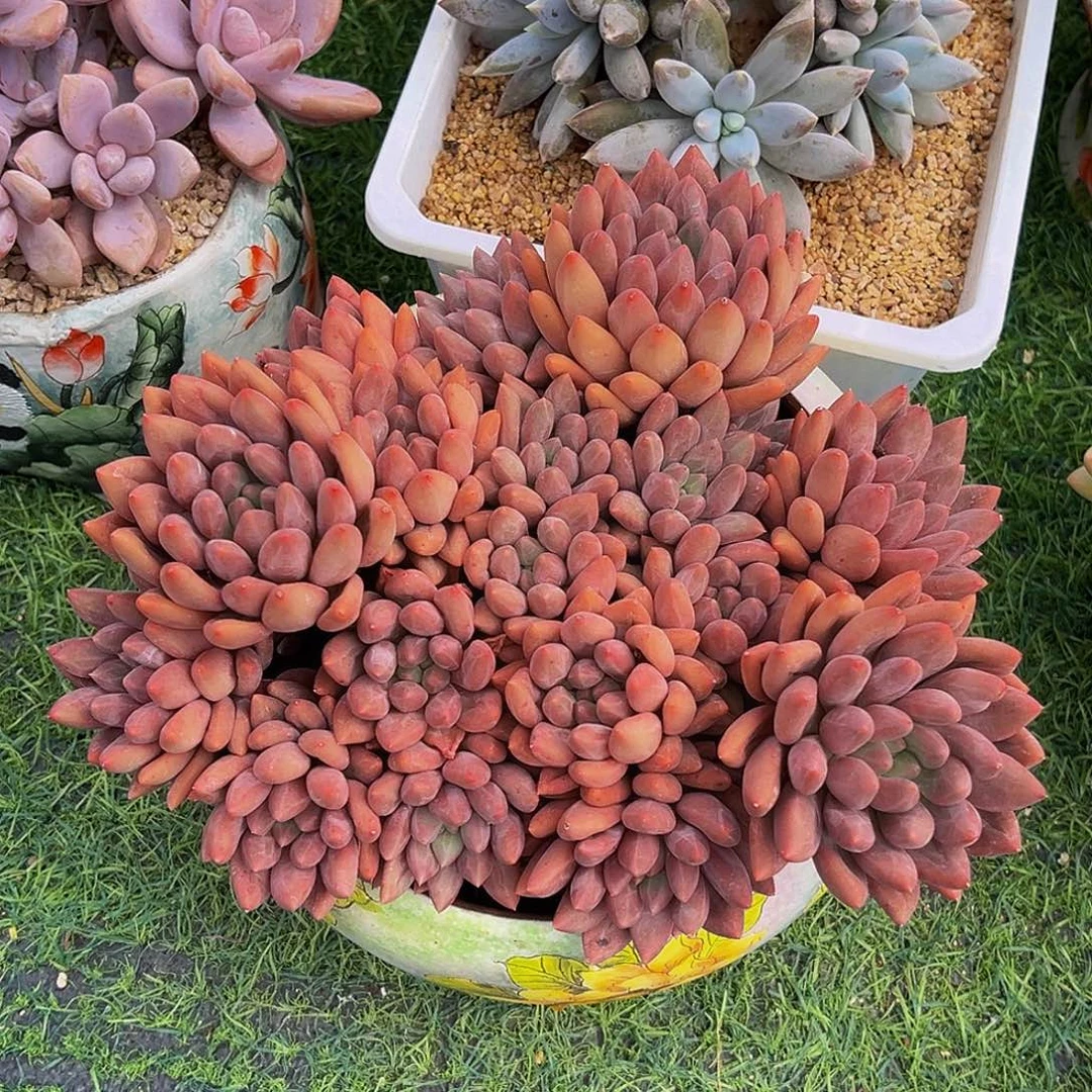 红蜻蜓老桩一物一拍