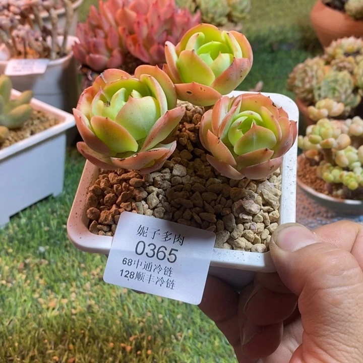 0365啊啊啊啊啊啊啊啊啊