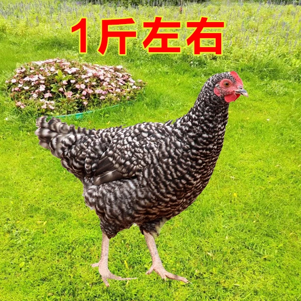 【1斤左右】黑芦花鸡散养土鸡宠物鸡林间散养