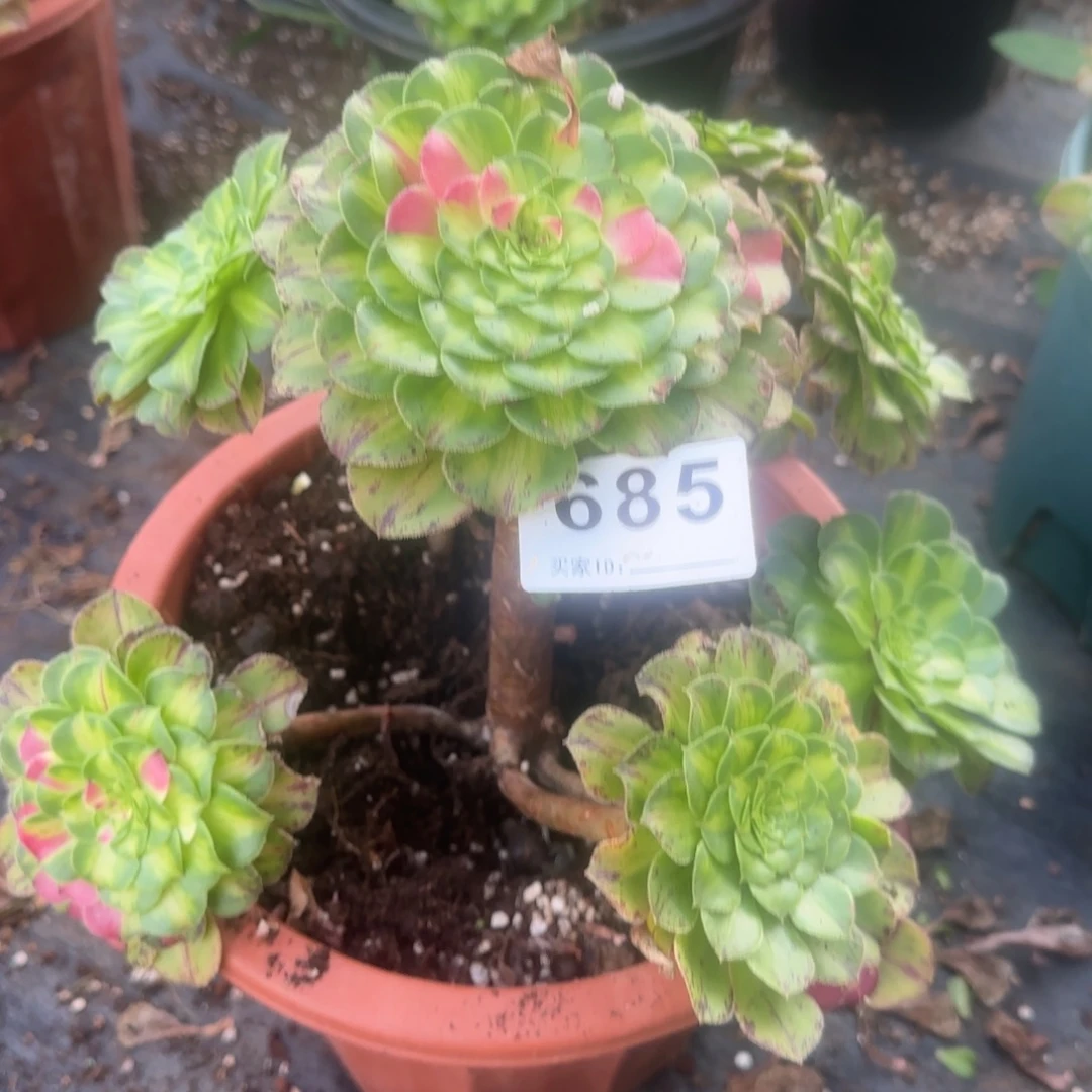 精品多肉植物0685