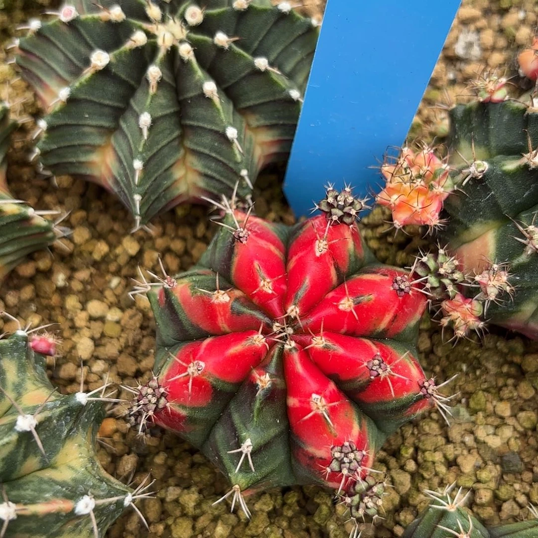 Z644-1105泰国米哈上海