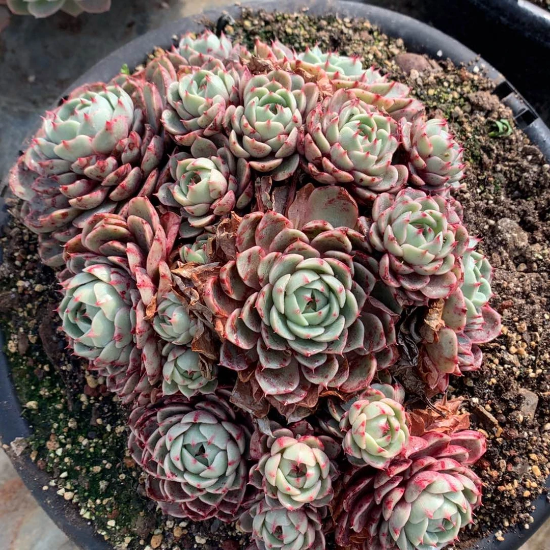 苯巴多肉一物一拍