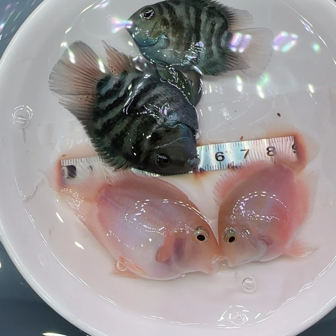 短鲷鱼5-6cm两公两母