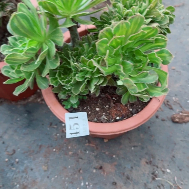 451碧螺春缀化多肉植物满28包