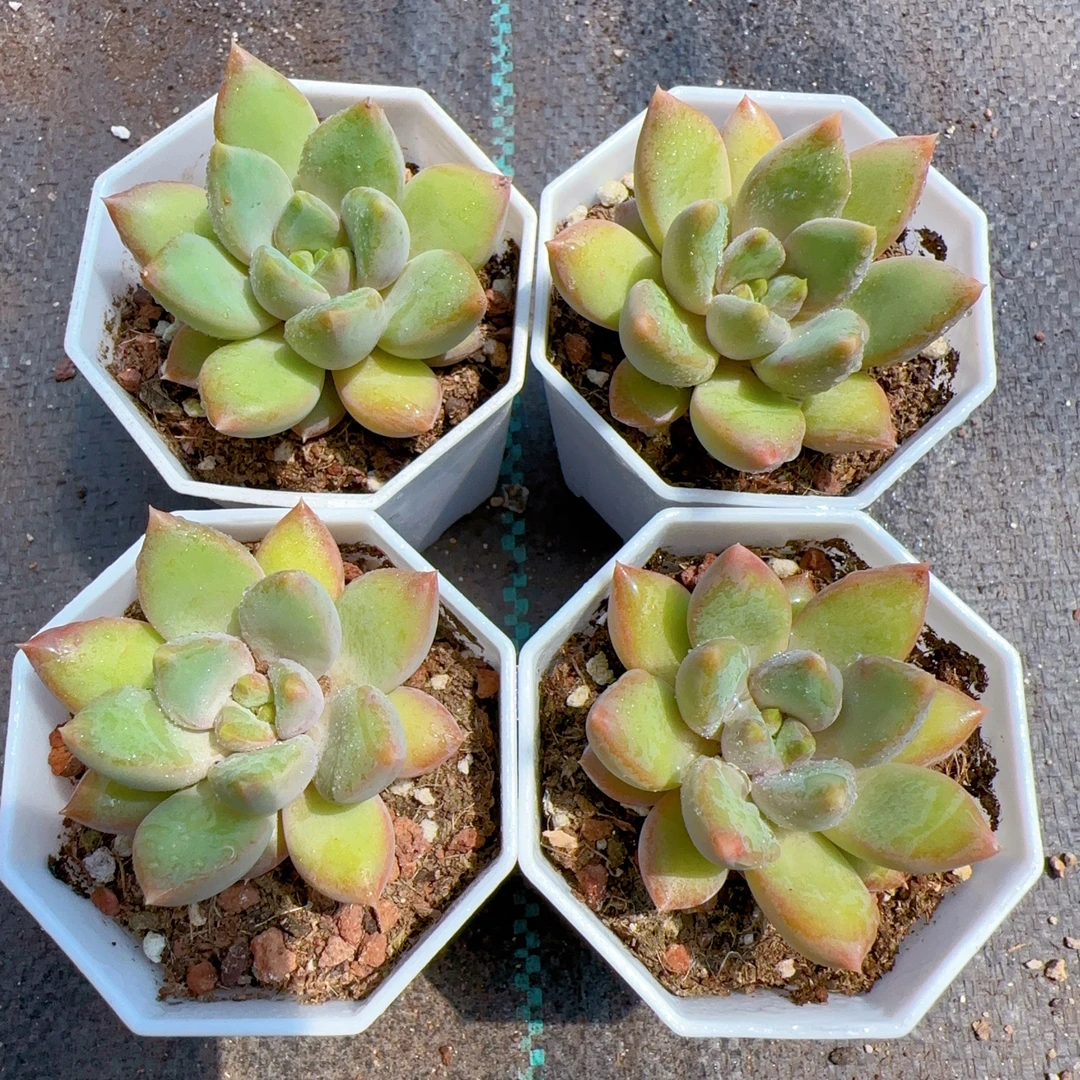 象牙 精品多肉（满18包邮）