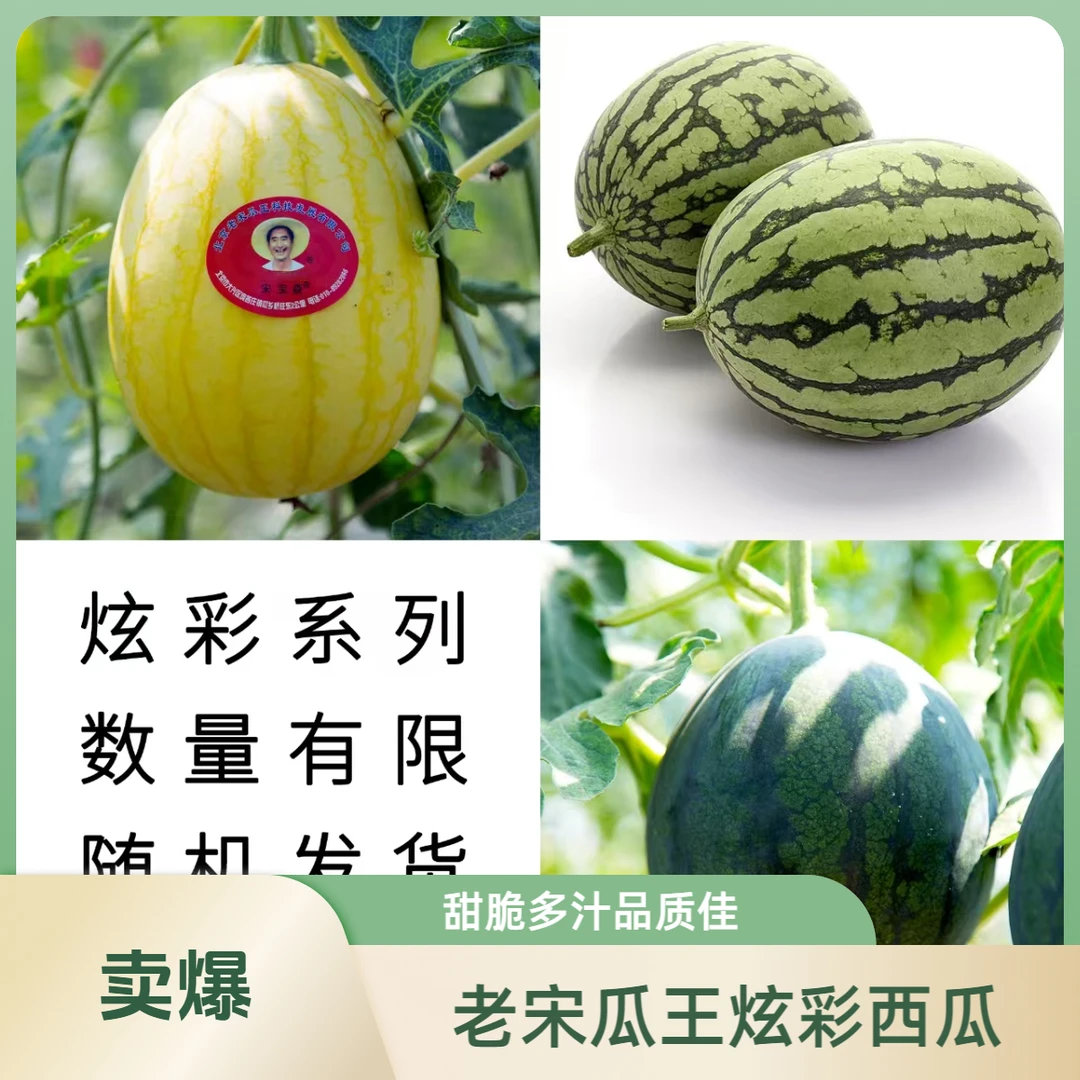老宋瓜王炫彩系列 北京庞各庄小吊瓜西瓜 L600 3斤起 （炫彩系列随机发货）黑皮西瓜 黄皮西瓜西瓜同城送北京市