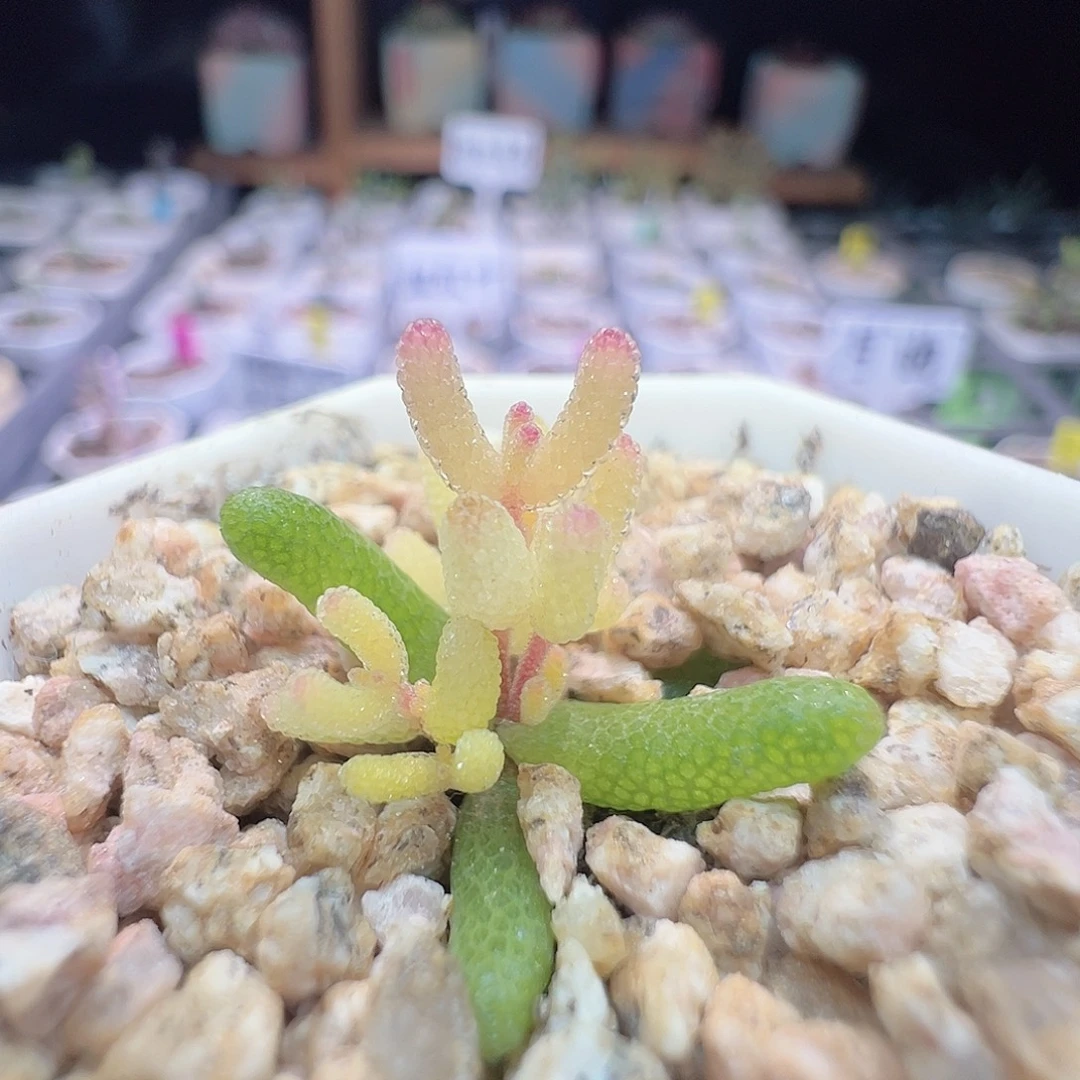 尺寸小，上状态很粉，2625糖球锦，拍下不退不换